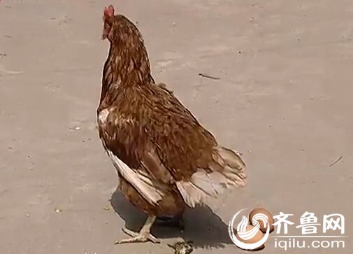 һ֡񼦡 ƨһ_WWW.QIWEN8.NET