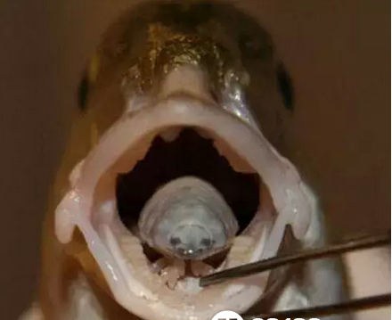 ࣿоֱټ