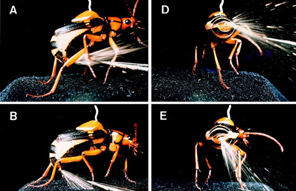 ̵Ȼ߸ǹ֡ƨ׳ˮ_WWW.QIWEN8.NET
