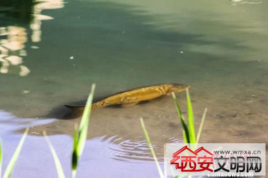 甘肃敦煌月牙泉再现铁背鱼奇景 游客直呼过瘾