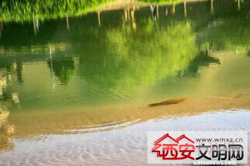 甘肃敦煌月牙泉再现铁背鱼奇景 游客直呼过瘾