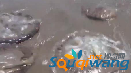 男子海边发现怪异生物 想不到下一秒就是悲剧