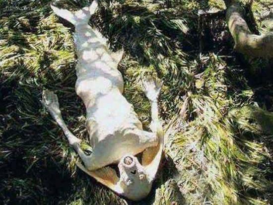 土耳其深海发现巨泡 专家怀疑是海底人的保护膜