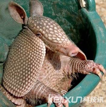 全球各地十大奇异生物:古老稀奇的恐怖河童
