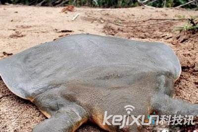全球各地十大奇异生物:古老稀奇的恐怖河童