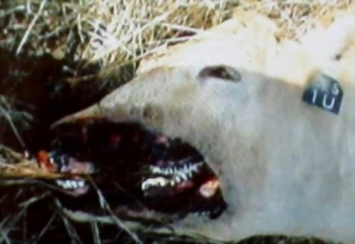 ̵ֲUFO֫¼ͼ