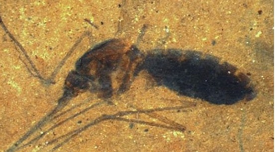 4600ǰԶӻʯ 