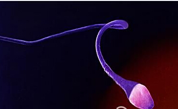 远古生物的巨大精子超过其身长