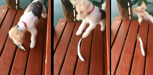 小狗在码头被垂死小鱼吓得掉进水中 主人看见大笑不已