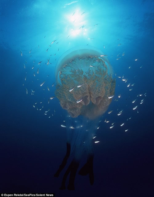 挪威海湾拍摄的水母 深海美丽的精灵
