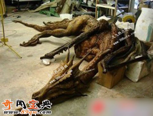 真龙被首次发现并拍摄 图揭真龙尸体和标本