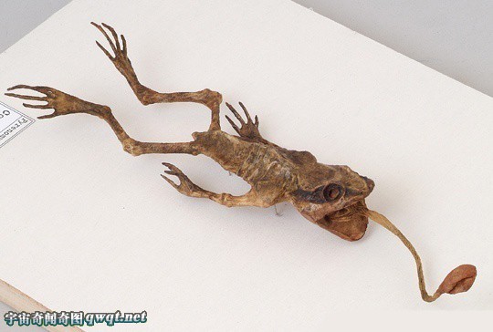 盘点你从没见过的神秘生物躯体标本:精灵标本
