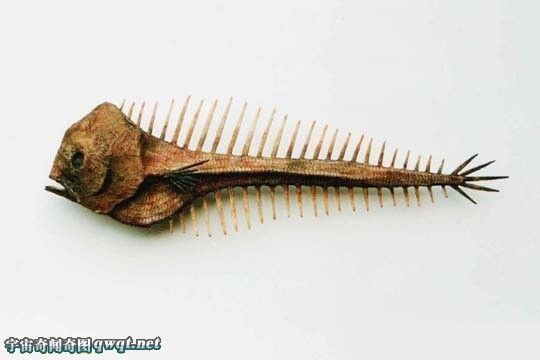 盘点你从没见过的神秘生物躯体标本:精灵标本