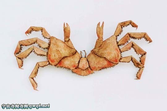 盘点你从没见过的神秘生物躯体标本:精灵标本