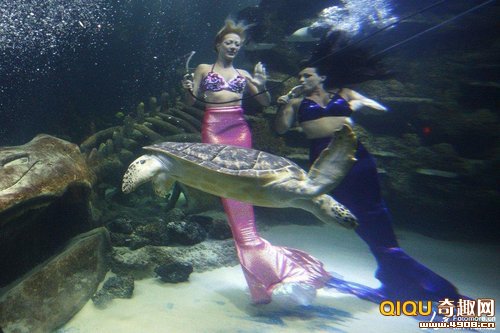 英国伦敦水族馆“美人鱼”为游客表演