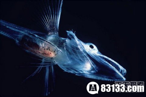盘点自然界会隐身的动物:幽灵虾与玻璃蛙
