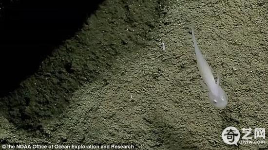 深海发现幽灵鱼:黄眼身白如同外星生物