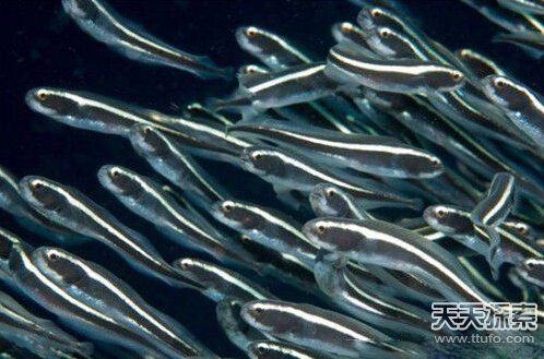 盘点超能力鱼类:喷火鱼居然能喷火