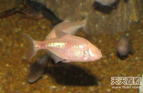 盘点超能力鱼类:喷火鱼居然能喷火