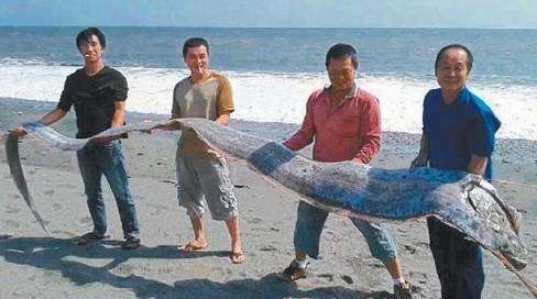 千年前海蛇记录曝光 海蛇到底是什么
