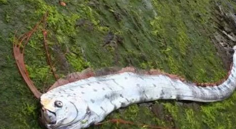 千年前海蛇记录曝光 海蛇到底是什么