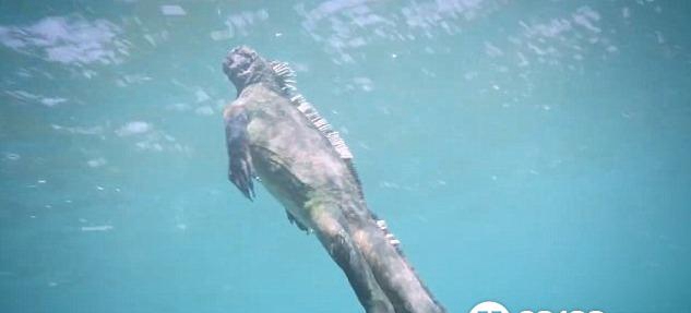 海鬣蜥现身太平洋 海鬣蜥因无天敌丧失逃生能力