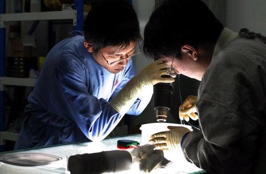 人体活体标本制作过程 人体塑化标本制作过程