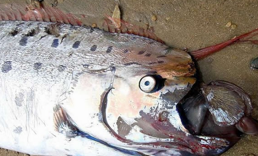 海滩惊现蓝色海蛞蝓 海滩惊现人形生物