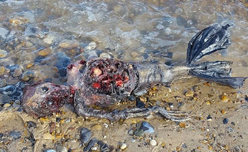 海滩惊现蓝色海蛞蝓 海滩惊现人形生物