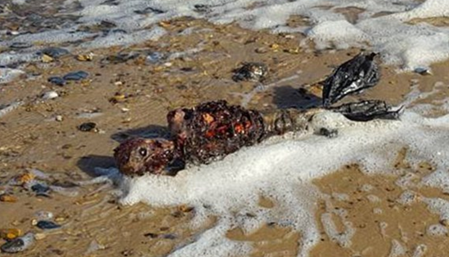 海滩惊现蓝色海蛞蝓 海滩惊现人形生物