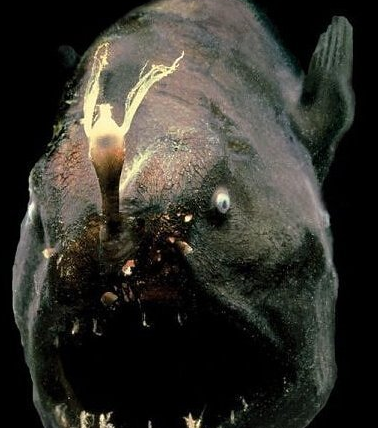 盘点各类恐怖怪鱼 海底恶魔蛇头鱼