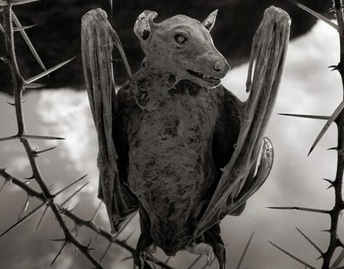 ڤ ˲ʹʯ