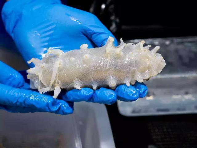 深海发现300多种新生物 有会走路的鱼