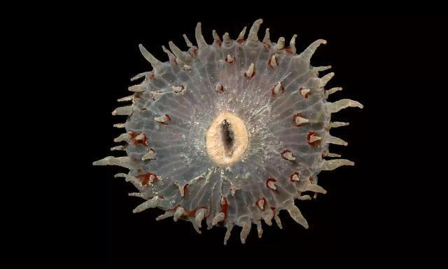 深海发现300多种新生物 有会走路的鱼
