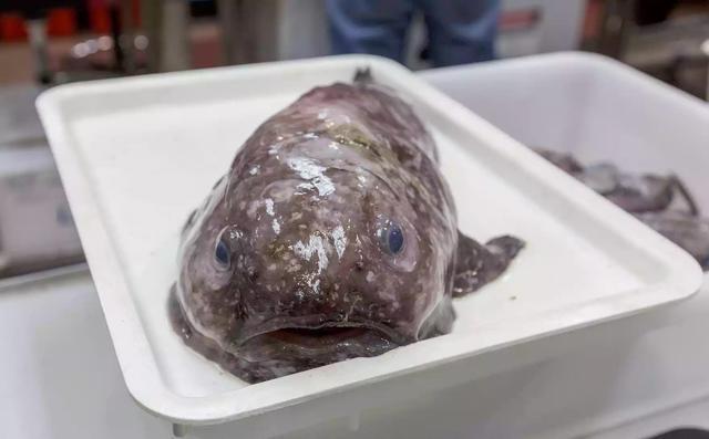 深海发现300多种新生物 有会走路的鱼