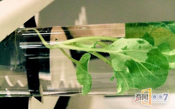 科学家培育出会的发光植物,?代替电灯