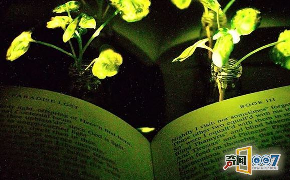 科学家培育出会的发光植物,?代替电灯