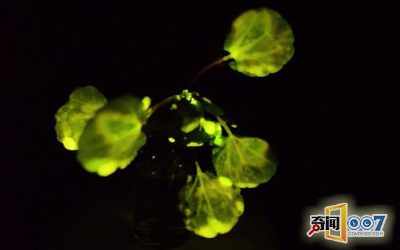 科学家培育出会的发光植物,?代替电灯