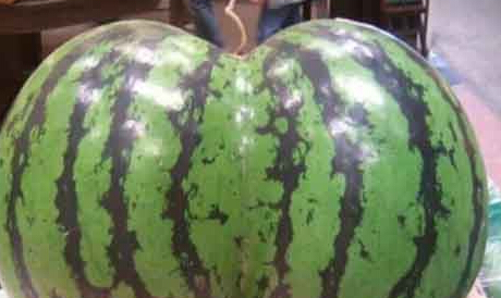ũֳϿƷβ