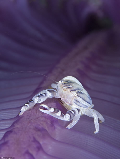 水下摄影大赛 展现神秘的海底世界