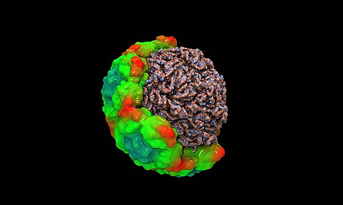 观摩下“感冒病毒”的3D结构 观摩下“感冒病毒”的3D结构