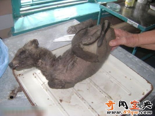 乌克兰惊现奇特生物疑似吸血鬼怪兽:长相似狐狸又似袋鼠