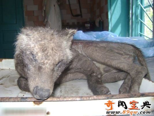 乌克兰惊现奇特生物疑似吸血鬼怪兽:长相似狐狸又似袋鼠