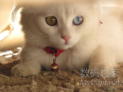 奇妙的阴阳眼喵星人 奇妙的阴阳眼喵星人
