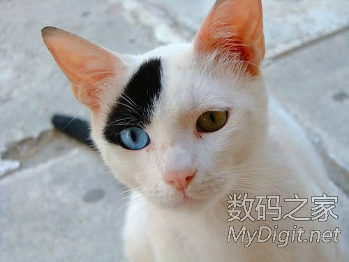 奇妙的阴阳眼喵星人 奇妙的阴阳眼喵星人