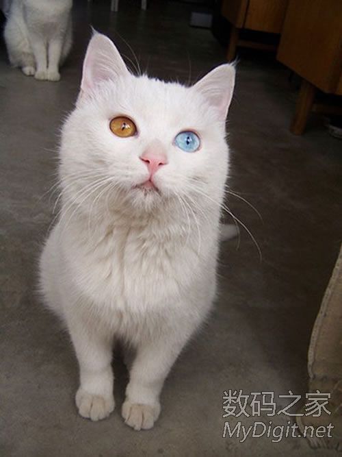 奇妙的阴阳眼喵星人 奇妙的阴阳眼喵星人