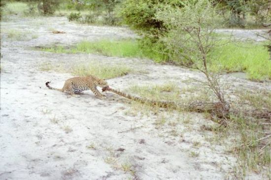 三米巨蟒惨遭虐杀彪悍金钱豹生猛斗蟒蛇 三米巨蟒惨遭虐杀彪悍金钱豹生猛斗蟒蛇