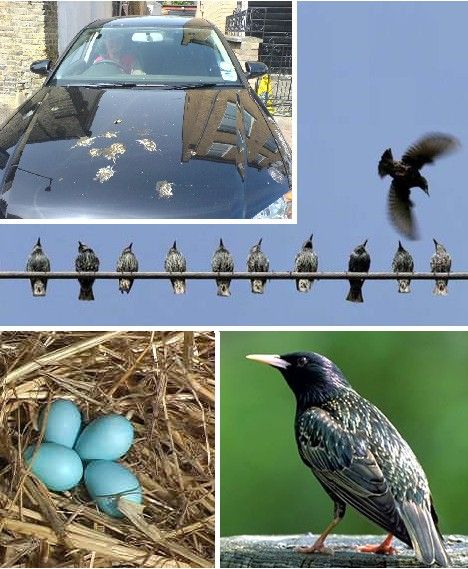 盘点世界20种外来生物入侵者:杀人蜂 食人鱼