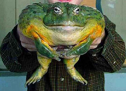 盘点世界20种外来生物入侵者:杀人蜂 食人鱼