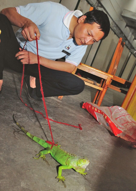 盘点世界20种外来生物入侵者:杀人蜂 食人鱼